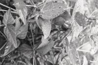 Soybeans are new to the valley in the past 50 years but steadily gaining popularity.