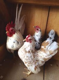 Flashy the Rooster, Cookie the Chicken and some of their friends wait to show you what Serama Chickens are all about.