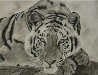 Bengal Tiger- Charcoal