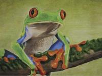 Red Eyed Tree Frog - Colored Pencils