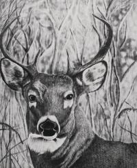 Whitetail Deer- Wood Burning/Colored Pencil