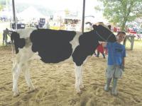 Nathan Bingham Jr. and his cow crown will be seen in a lot of places coming up soon, for Nathan and Crown will be at Field Days and will also be on the cover of the Field Days program.