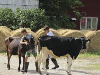 Matthew Ouellette and Michael Jewett create a mock show ring with their cows Julie and Kim.