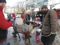 No winter holiday season is complete without the appearance of reindeer. These special animals are all over the state and most recently strolling down Church Street! Meet Prancer, Blitzen and the Broe family of Vermont Reindeer Farm! (Pictured above: Prancer and Jeremy Broe)