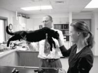 Dr. Mark and a show cat being checked at Vergennes Animal Hospital.