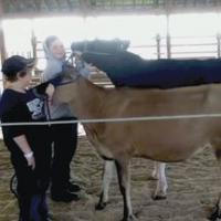 Bethany and Warren Ringey at the fair comparing his Jersey to Bethany’s fall yearling.