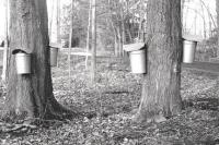 The beauty of Vermont. Too bad this is the last year we can use these buckets. What will the landscape look like in the future?