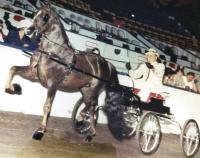 In his job as Addison County Extension Service, Lucien Paquette also was in charge for several years in the 1950’s of the UVM Morgan Horse Farm. Many readers would be surprised to learn that Field Days was held there for three years during the 1950’s.