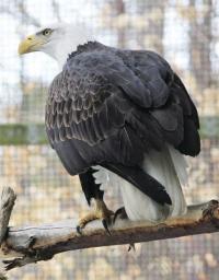 Bald Eagle on the mend.