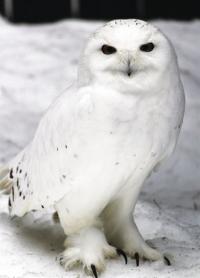 Snowy Owl.
