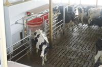 Cows visit milking robot, they’re in, milked automatically and out.