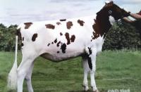 Helen the Holstein is a prime example of an excellent dairy cow that makes small farms productive and profitable.