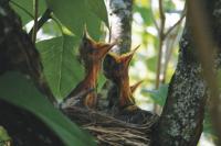A Lilac bush near our publishers house serves as a perfect home for this Robin family. The chicks had just been fed by their mother. It looks like they are ready for more.