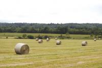 Hay rolls are a sign of summer here in Addison County. Farmers have had to wait for fields to dry out, but are finally able to get to this vital crop.